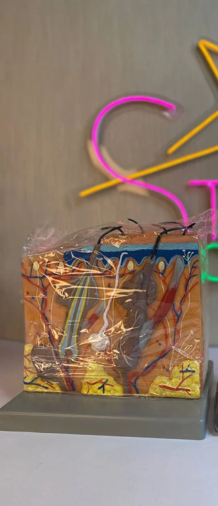 مولاژ پوست بزرگ